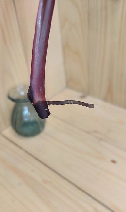 Philodendron strawberry shake