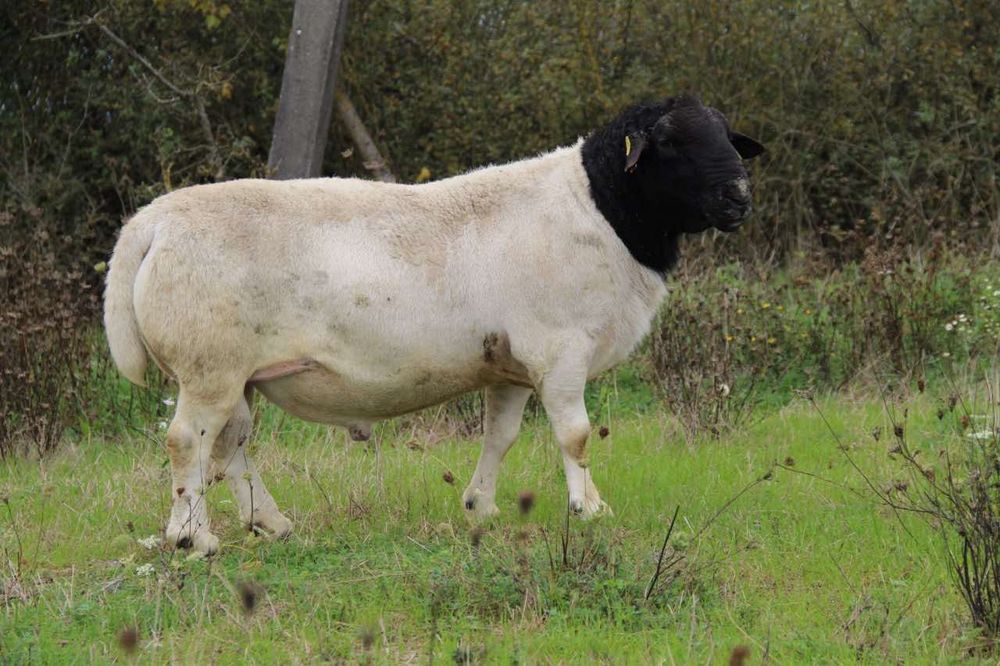 Дорпер племінний