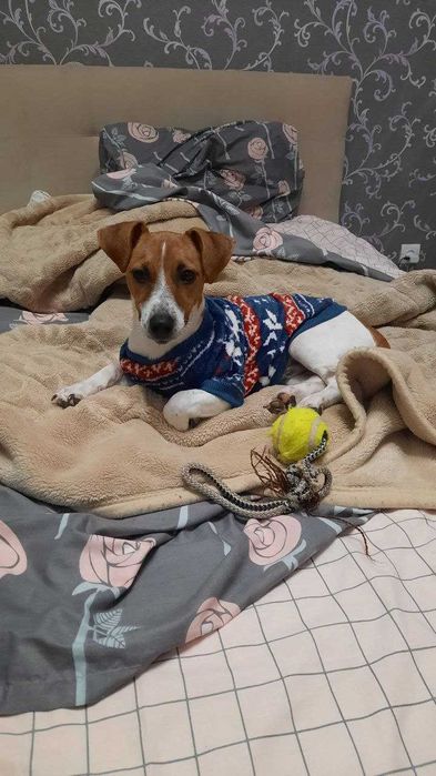 Джек рассел, мальчик 2,5 года ищет невесту. Николаев.