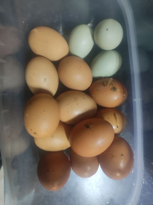 ovos de galinha caseiros para consumo