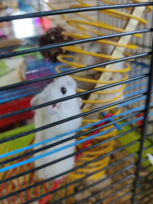 chomiki dżungarskie ,  sklep zoologiczny   Julianowska 7b Łódź