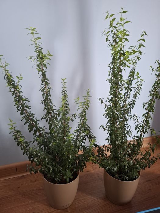 Mirt roślina doniczkowa