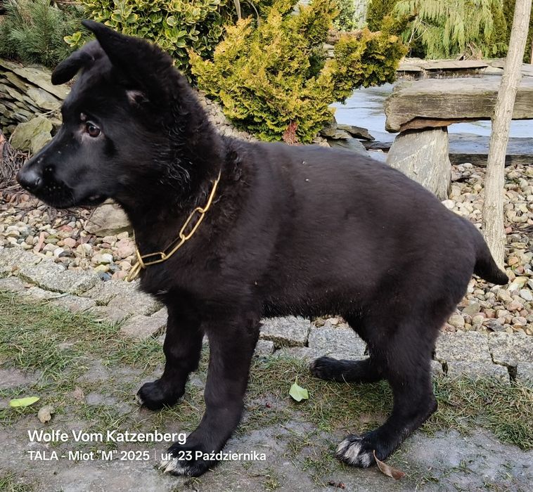 Owczarek niemiecki krótkowłosy czarny  SZCZENIAK FCI ZKwP ojciec VA4
