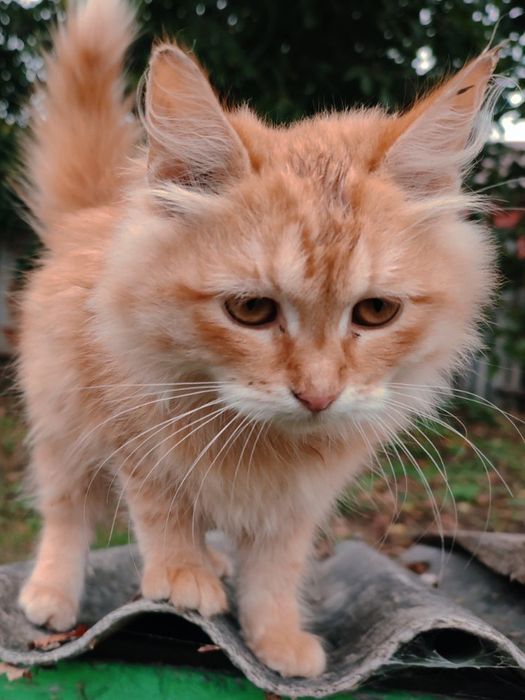 Отдам бесплатно кошечку подростка