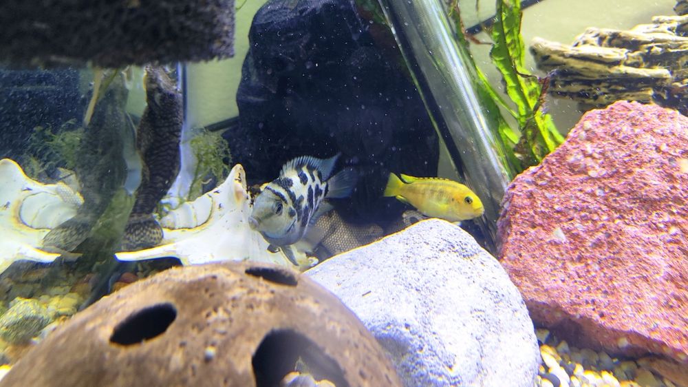 Ciclídeos papagaio anão / africanos