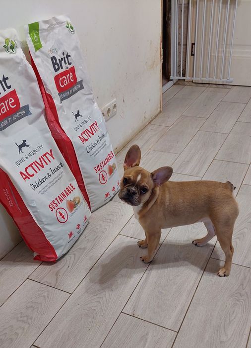 Милашка, девочка, французский бульдог)