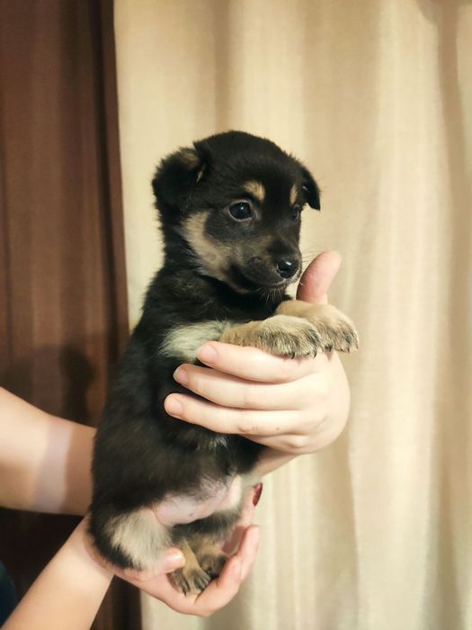 Шукає домівку собачка-дівчинка