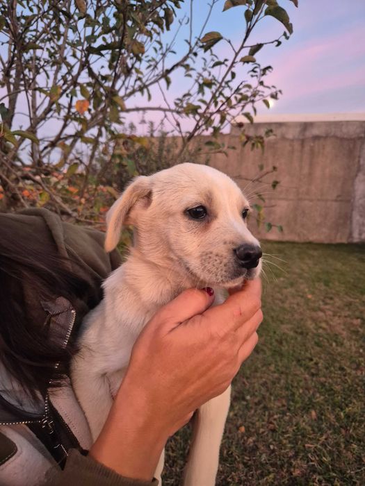 Cãesinhos para adopção