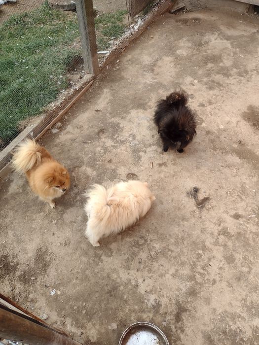 Szpic miniaturowy pomeranian