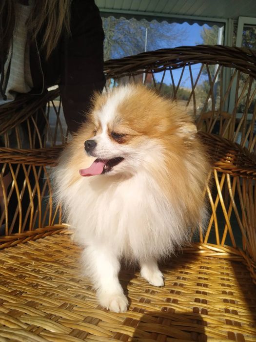 Померанский Шпиц.КСУ