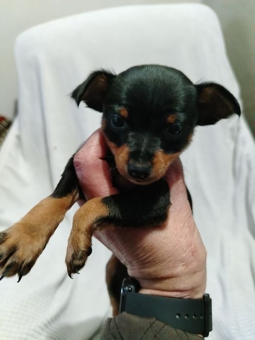 Lindo menino Pincher