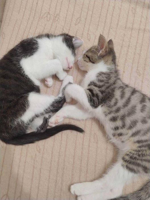 Kowu i Kajon - koci bracia znalezienie nocą podczas rykowiska w lesie, cały czas czekają w domu tymczasowym na adopcje