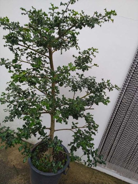 Azevinho Grande em Vaso