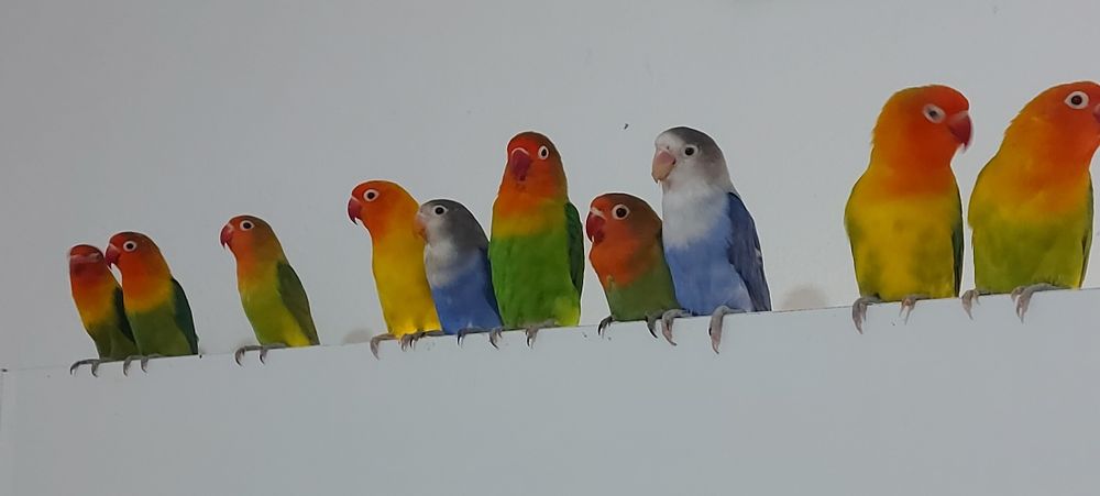 Agapórnis Fischer Opalino.