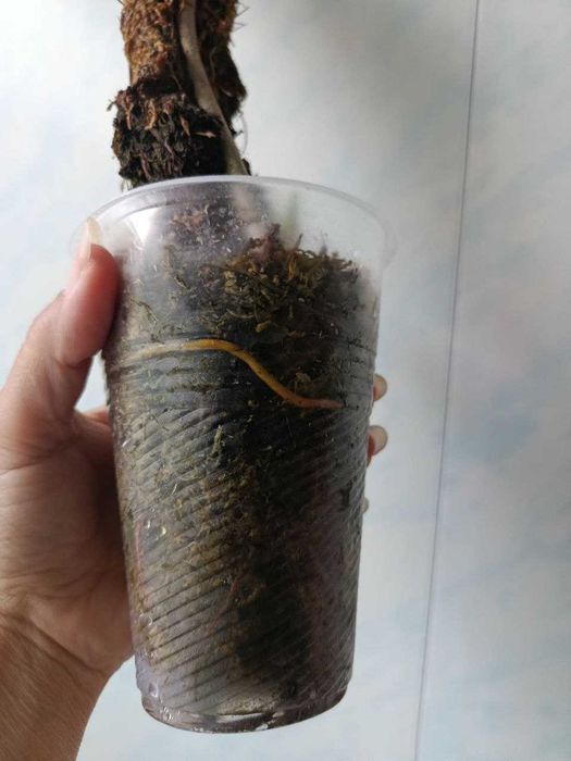Philodendron gloriosum — філодендрон ґлоріозум