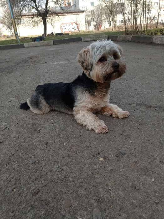 в'язка  красунчика йорка