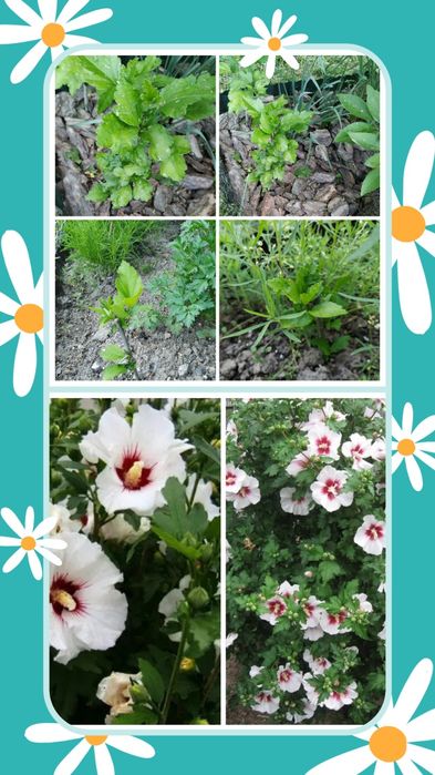 Лилейник, лилия, сантолина, сальвия, кареопсис, мята, кустарник