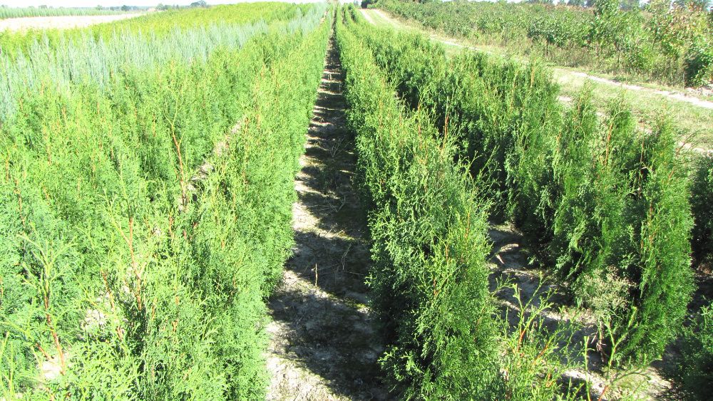 Tuja tuje Szmaragd 80-,400cm. od 10 zł kopana -20% wiosenna promocja