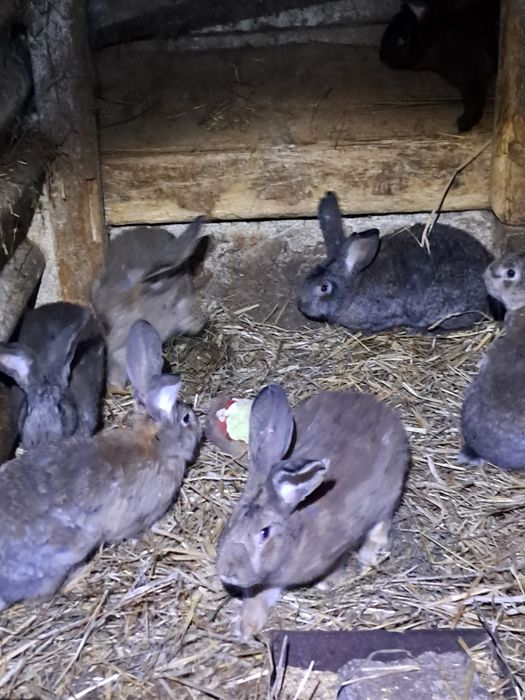 Królik bos srokacz termondzki