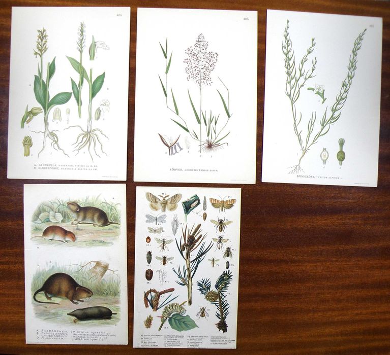 Stare ryciny botaniczne - litografie