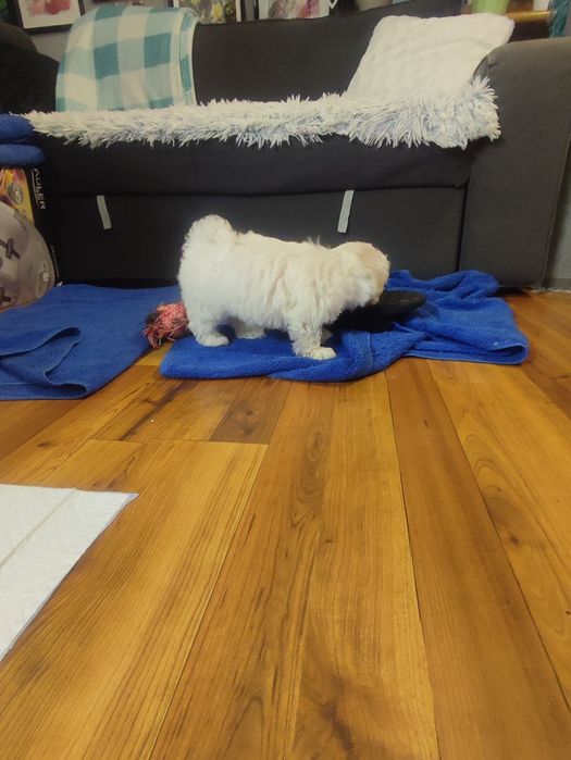 Maltańczyk szczeniak