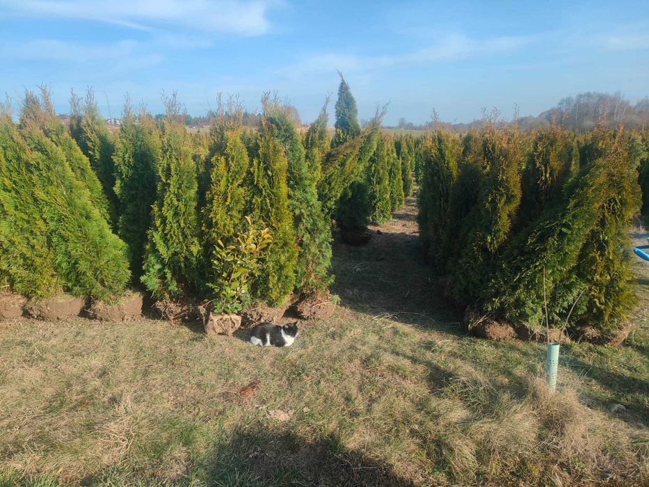 Tuje szmaragd dostawa/sadzenie