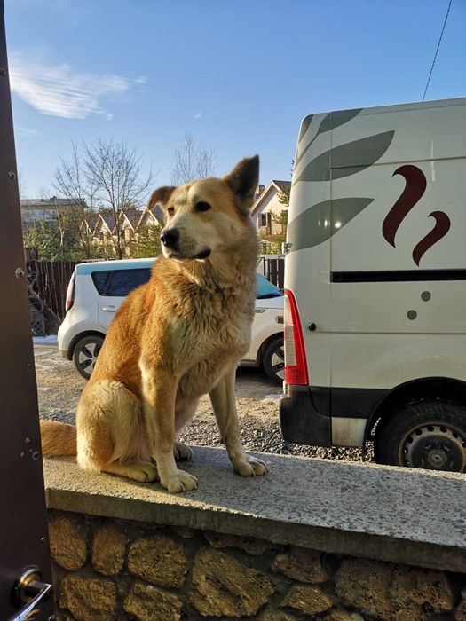 собака дівчинка домашня шукаємо власників метис акіта іну