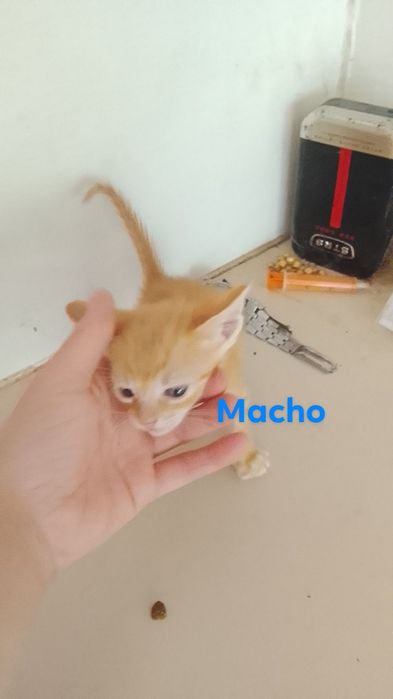 Dar gatinhos bebe