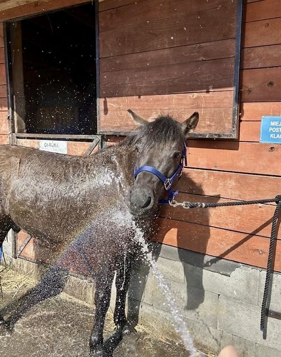 Kuc, KN, pod siodło