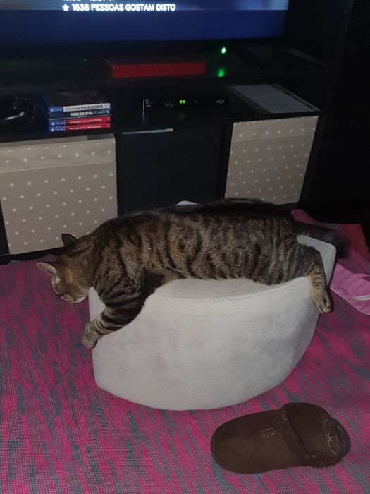 Gatinha para adoção