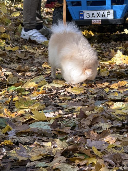 Померанський шпіц дівчинка мікро