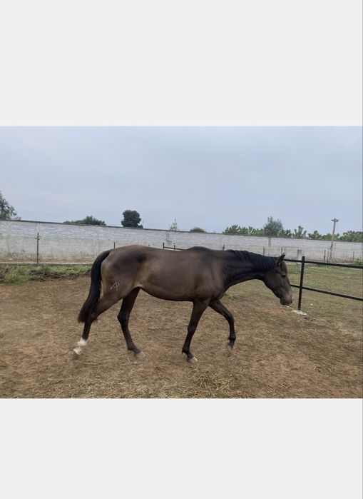 Poldra Baia Psl com 3 anos