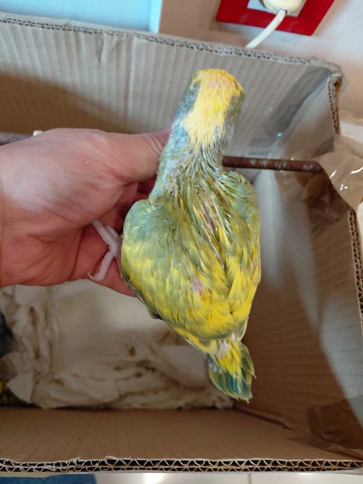 Ring necks Violetas, turquesa, cinza violeta, malhados, 2025