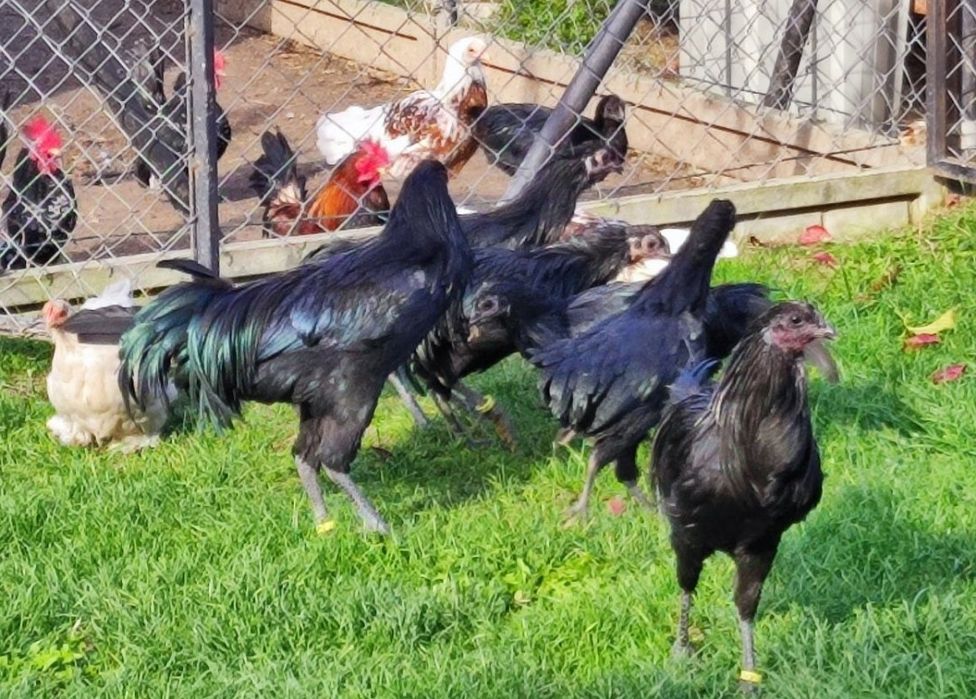 Sumatra kury i koguty ostatni kpl