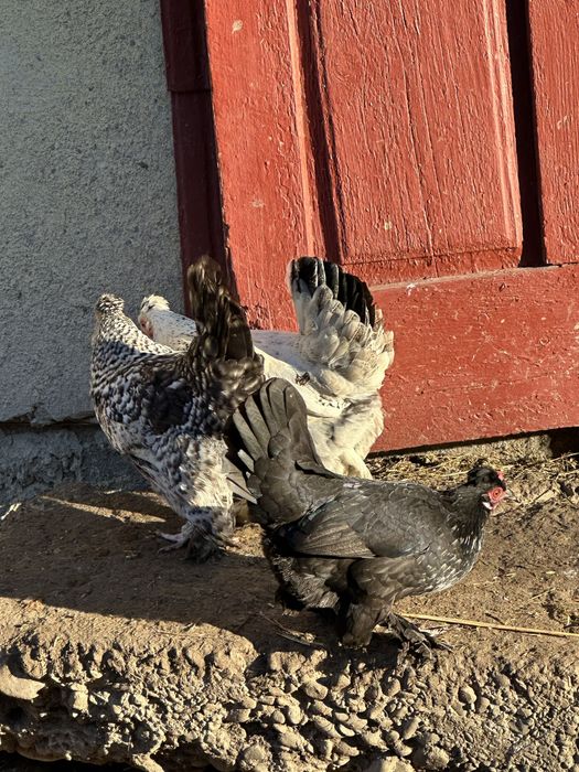 Продам курей ліліпутів бентемок