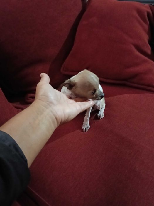 Chihuahua miniatura vacinado