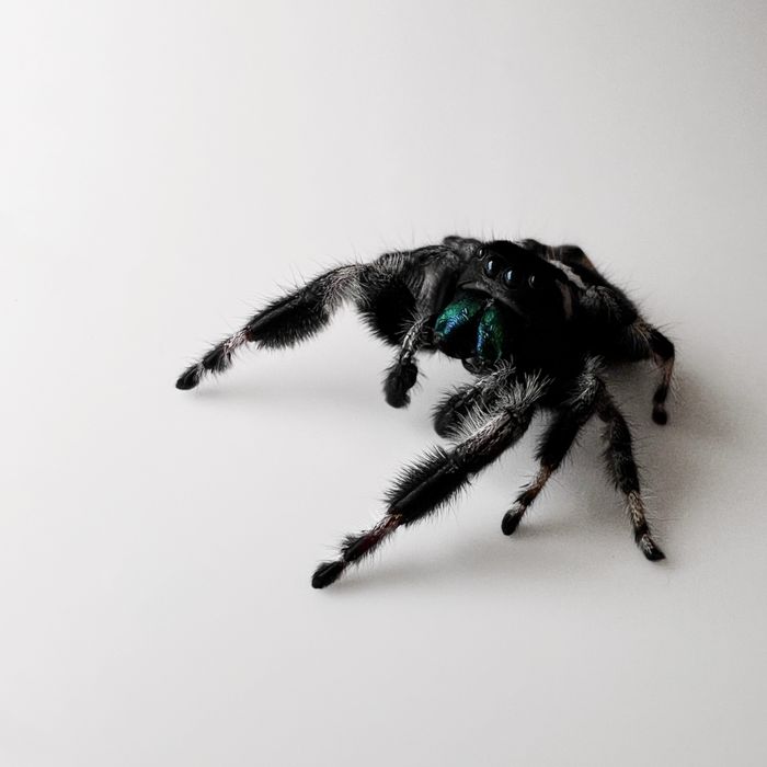 Skakun królewski (Phidippus Regius) Samiec Bahama White