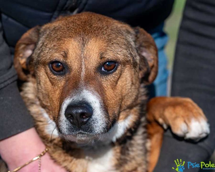 Wesoły i rezolutny SIMS poleca się do adopcji