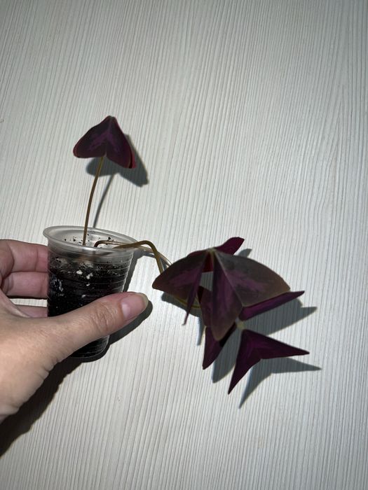 Кислица. Оксалис.
