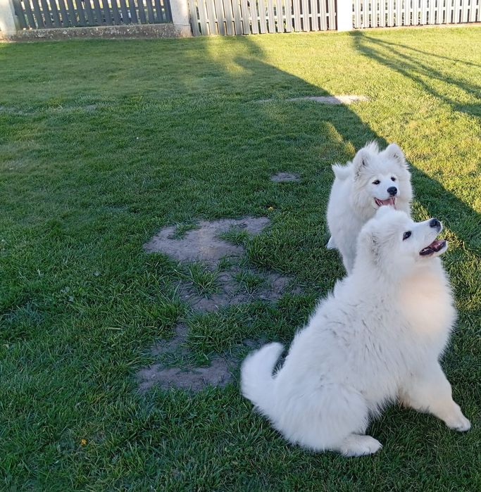 Samoyed-śliczna sunia