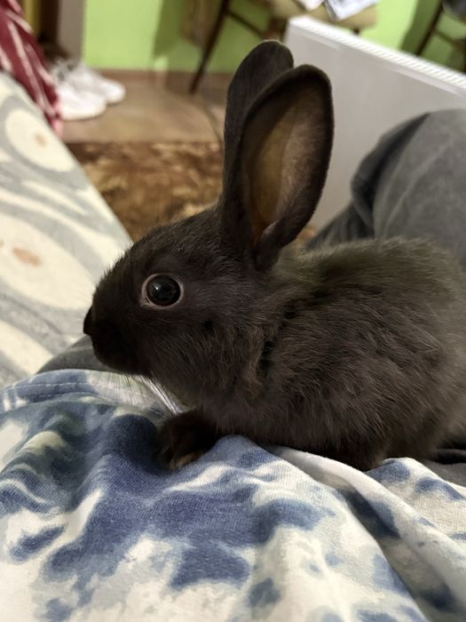 Декоративний кролик