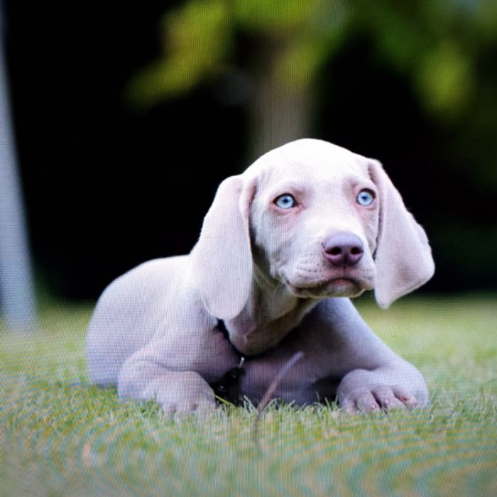 Wyżeł Weimarski pies