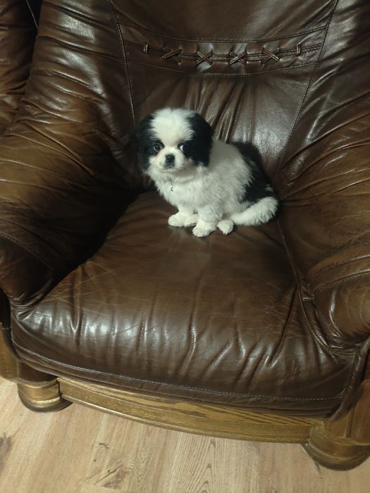 Japan Chin szczeniak