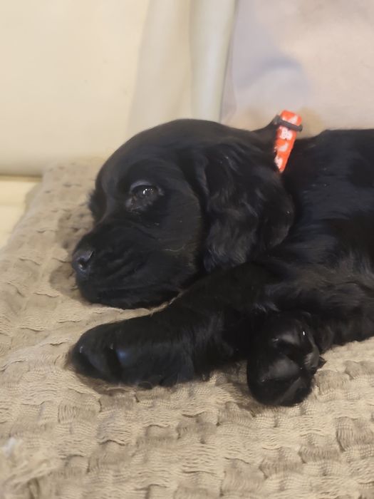 Menino Cocker fofinho