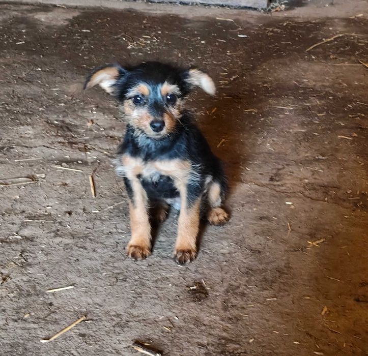 Cadelas porte pequeno