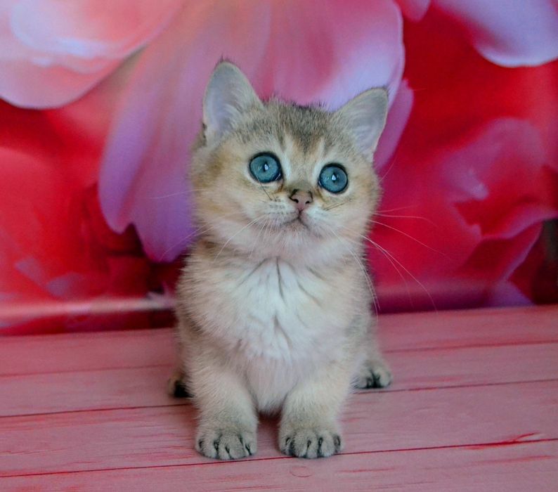 Британський хлопчик - золота шиншила