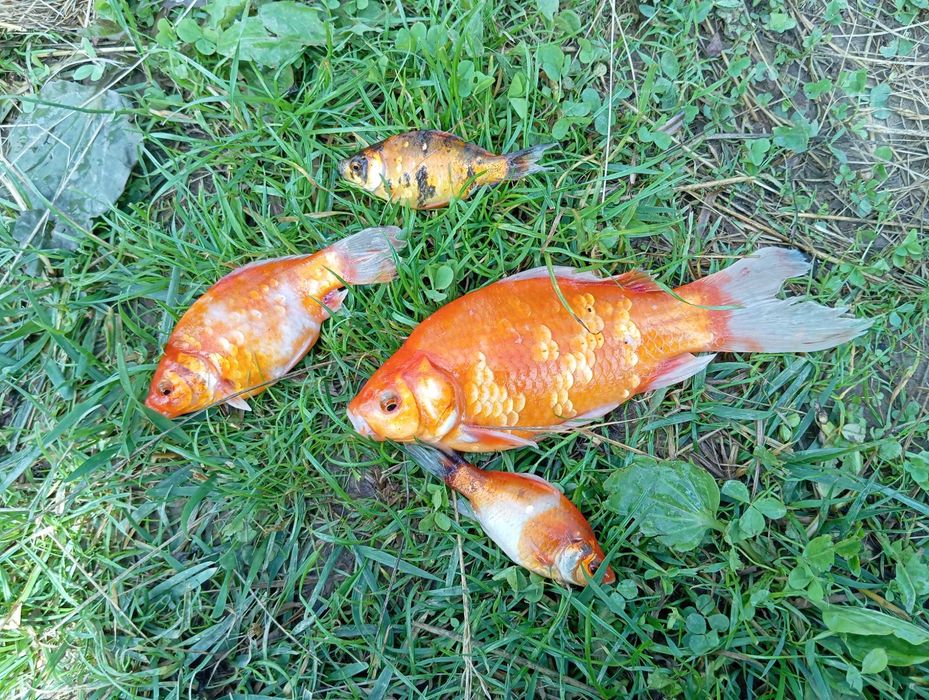 Karasie kolorowe koi do stawu oczka karaś kolorowy karp