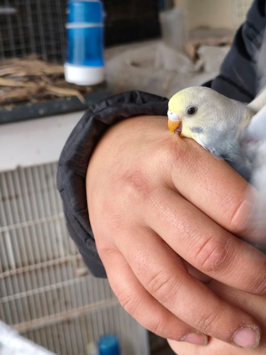 Casal de piriquitos arco-íris (irmãos )