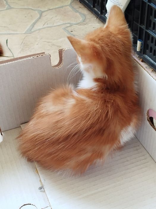 Отдам даром в хорошие руки котят и маму