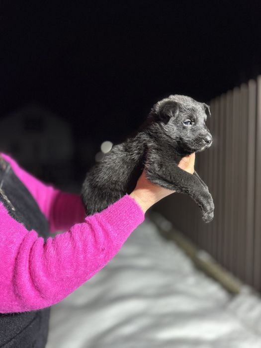 Німецька вівчарка щенята